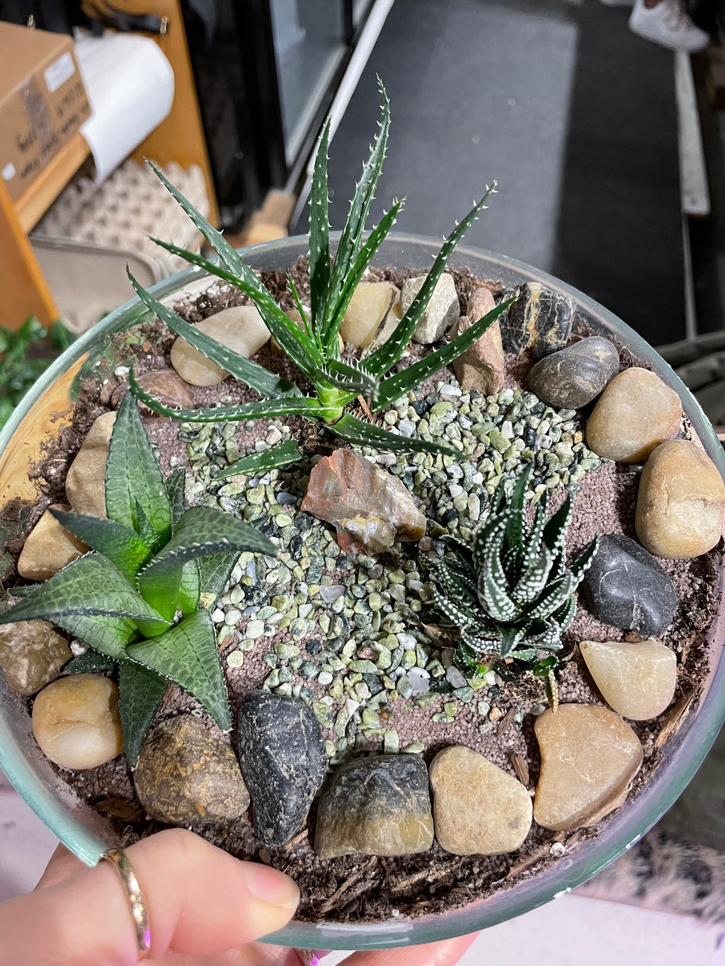 Medium Cactus or succulent Bowls